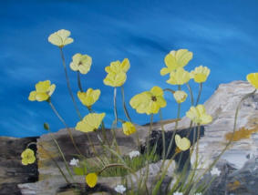 Arctic Poppies